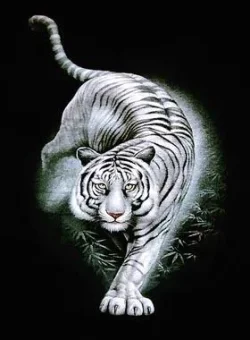 $whitetiger.webp