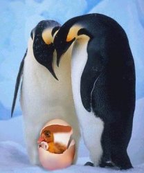 $penguinebaby.jpeg