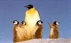 $penguineemperor_penguin.webp