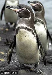 $5110_two-penguins.webp