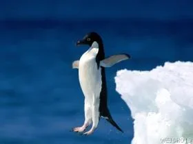 $penguinesolojump.webp