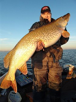 $huge-northern-pike.jpg