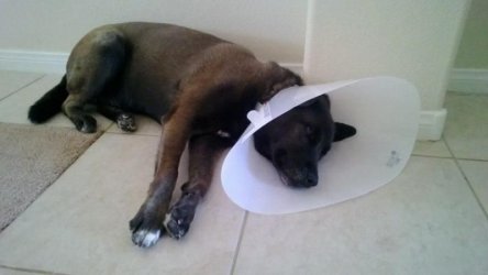 $Cone of Shame.jpg