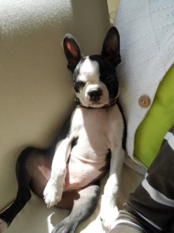 $BostonTerrier.jpg