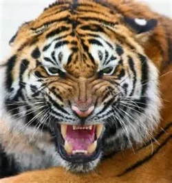 Harimau 2.webp