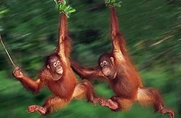 360_orangutan_0727.webp