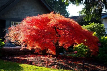 japanese-maple-orangeola-2.webp