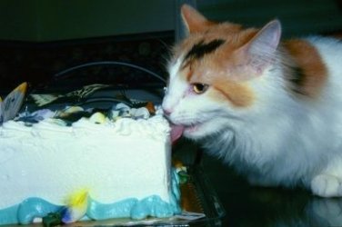 $birthdaycat3.jpg