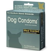 $dogcondom.jpg