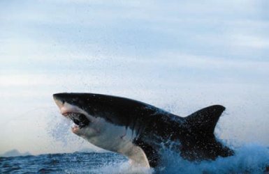 $BIG GREAT WHITE SHARK 03.jpg