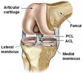 $acl_knee.jpg