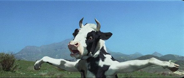 $KUNG COW 3.jpg