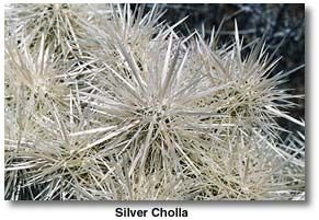 $000 silvercholla.jpg