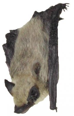 $western pipistrelle.jpg