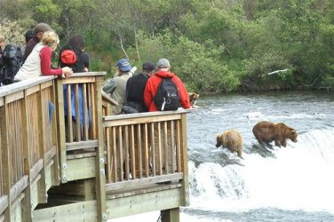 $bears at Katmai.jpg