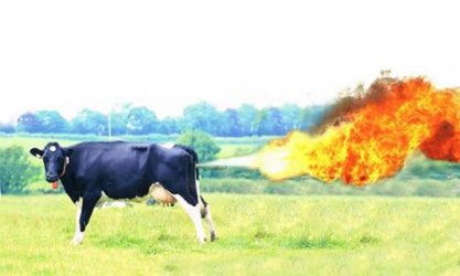 $farting-cow.jpg