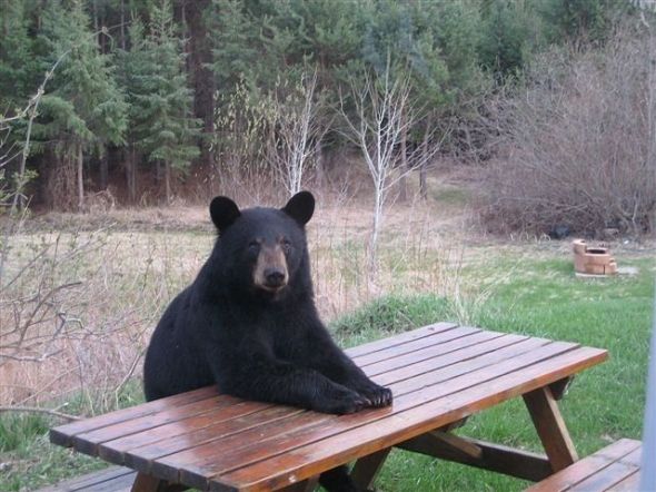 thinking-bear.jpg