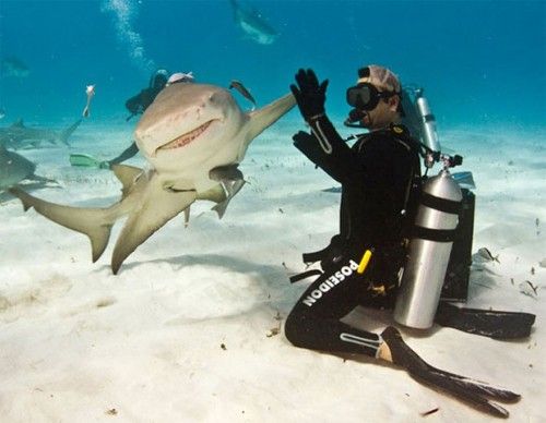 HIGH-FIVING-SHARK-03-1332275491-500x388.jpg